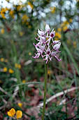 Orchidea scimmia (Orchis simia) nei pressi dei Sassi di Rocca Malatina